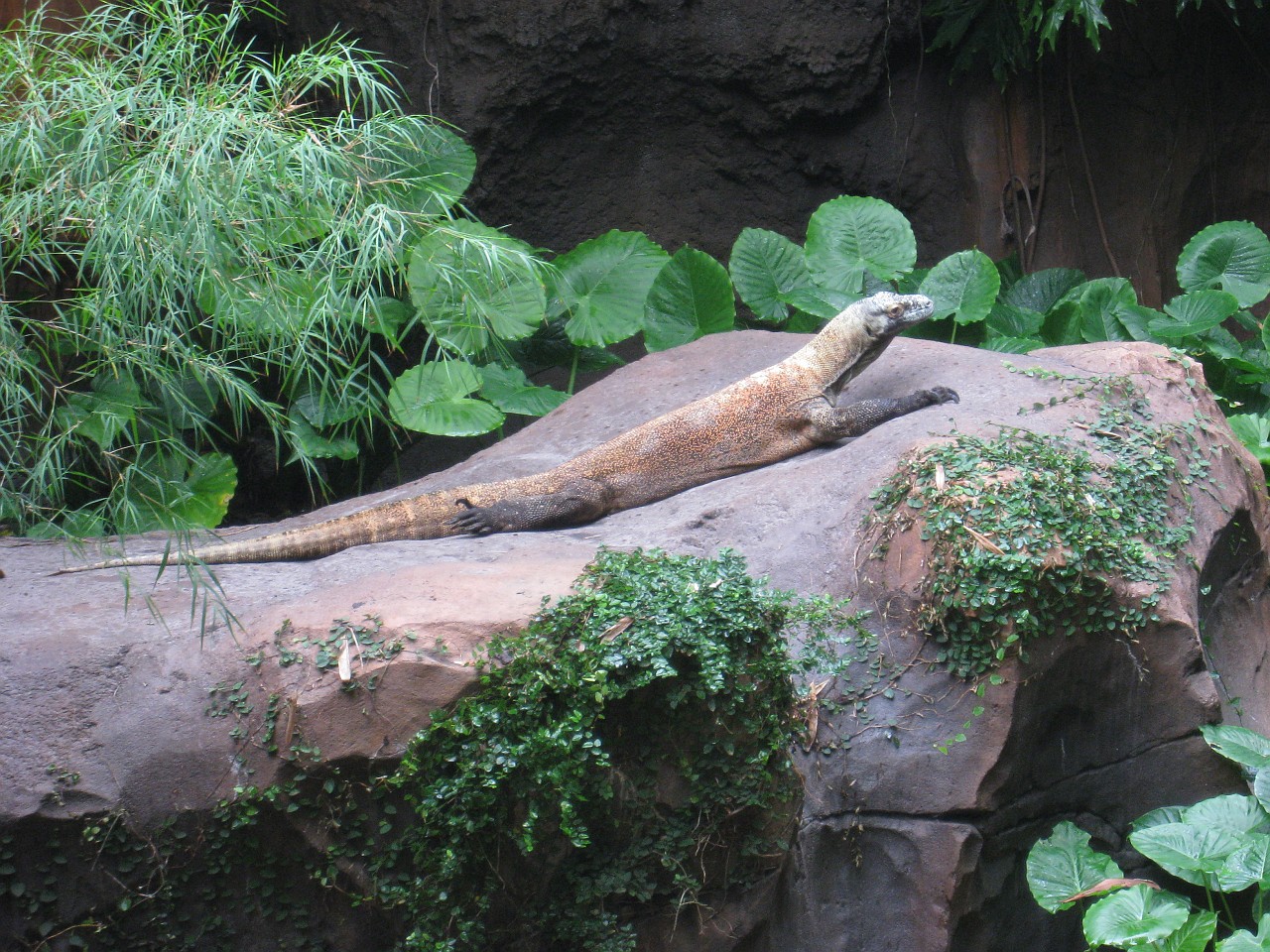Vacation 2007-12 - Disney Parks  0673.jpg - The 2007-08 vacation to Florida included Disney World. We visited some of the larger theme Resorts along with Animal Kingdom and Disney Hollywood Studios.